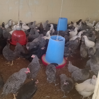 Galline colorate