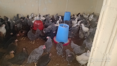 Galline colorate