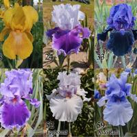 rizomi di iris germanica, gaggioli disponibili