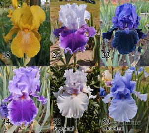 rizomi di iris germanica, gaggioli disponibili