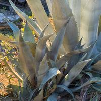 Piante agave bellissime