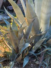 Piante agave bellissime