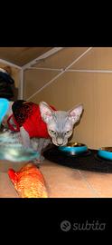 Gatto per monta