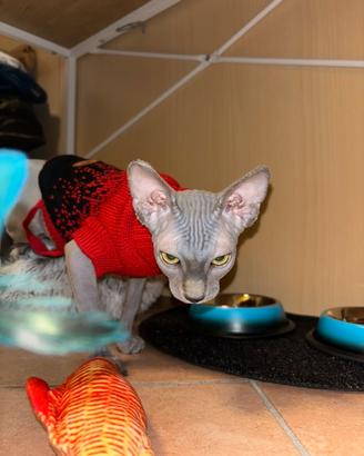 Gatto per monta