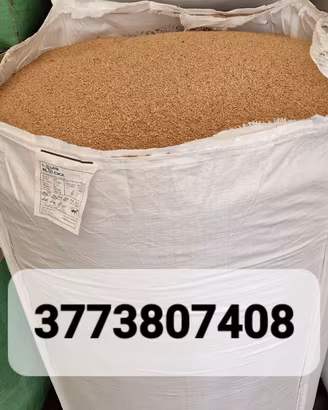 NOCCIOLINO DI ULIVO