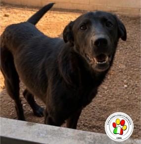 Maschio labrador