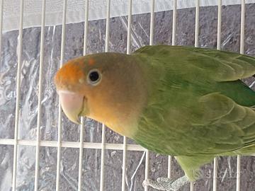 Inseparabili