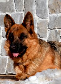 Splendida Pastore Tedesco Femmina