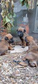 Cucciolata Pastore Belga Malinois in Italia 