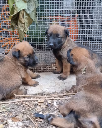 Cucciolata Pastore Belga Malinois in Italia 
