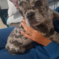 Bulldog francese femmina