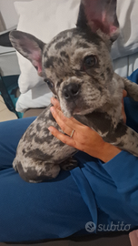 Bulldog francese femmina
