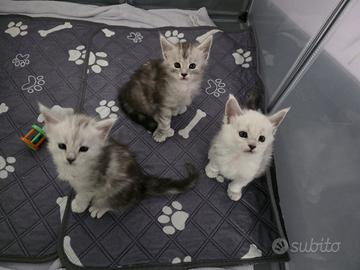 Cucciole Maine Coon