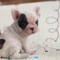 Cuccioli di buldog