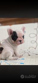 Cuccioli di buldog
