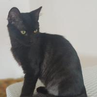 Darko gattino 5 mesi