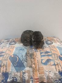 Cuccioli di cincillà beby