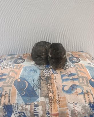 Cuccioli di cincillà beby