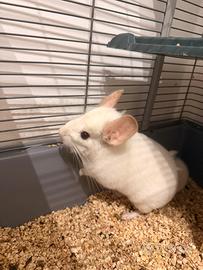 Cincilla bianco