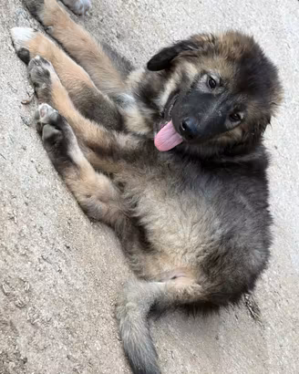Cuccioli di pastore del caucaso