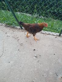 Polli ibridi