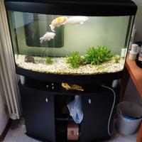 acquario Ferplast cayman 80 nero 150L