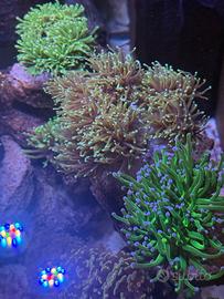 Euphyllia Dragon soul e parancora arancio