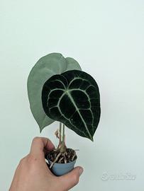 anthurium Clarinervium 