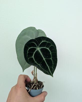 anthurium Clarinervium 