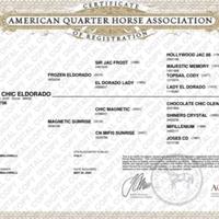 Quarter horse puledra