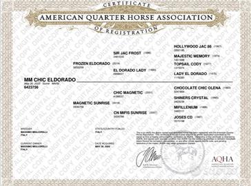 Quarter horse puledra