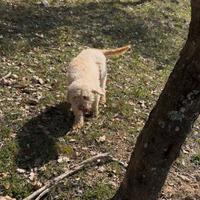 Lagotto romagnolo femmina esperta con pedegree