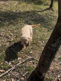 Lagotto romagnolo femmina esperta con pedegree