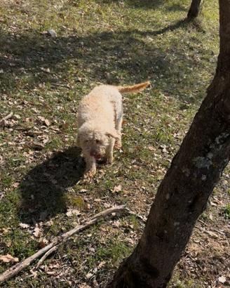 Lagotto romagnolo femmina esperta con pedegree