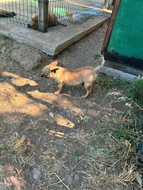 Chihuahua