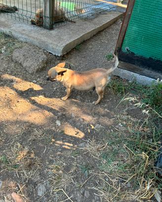 Chihuahua