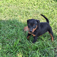 Pinscher nano