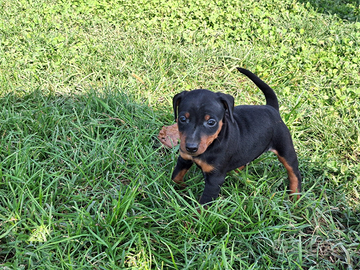 Pinscher nano