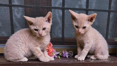 Cuccioli madre Sphinx padre Scottish