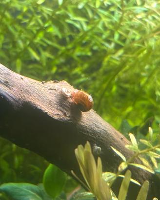 Planorbarius Corneus 15 lumache per acquario