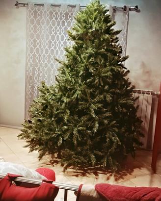Albero di Natale imponente  230 cm di altezza