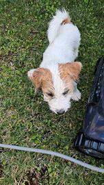 Disponibile cucciolo di jak rassel