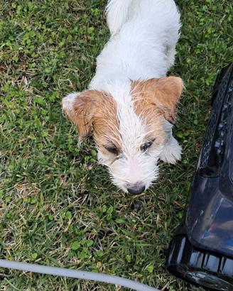 Disponibile cucciolo di jak rassel