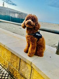 Barboncino red per monta