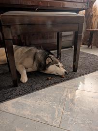 Maschio per accoppiamento