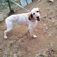 Setter inglese di un anno con pedigree