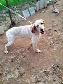 Setter inglese di un anno con pedigree