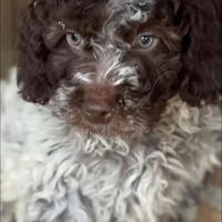 Lagotto romagnolo