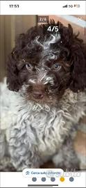 Lagotto romagnolo