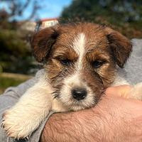 Cuccioli jack russell pelo ruvido